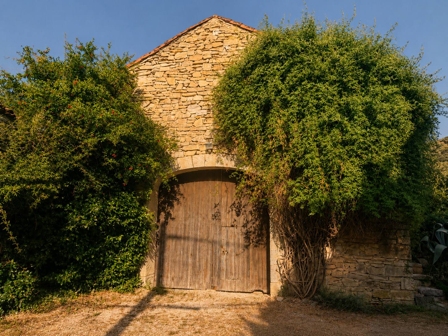 Porte cintrée en pierre de la grange, envahie de végétation.